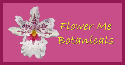 Flower Me Botanicals Body Butter and Detox